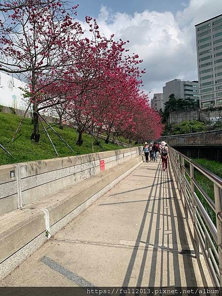 樂活公園八重櫻 福爾摩沙櫻