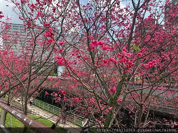 樂活公園八重櫻 福爾摩沙櫻