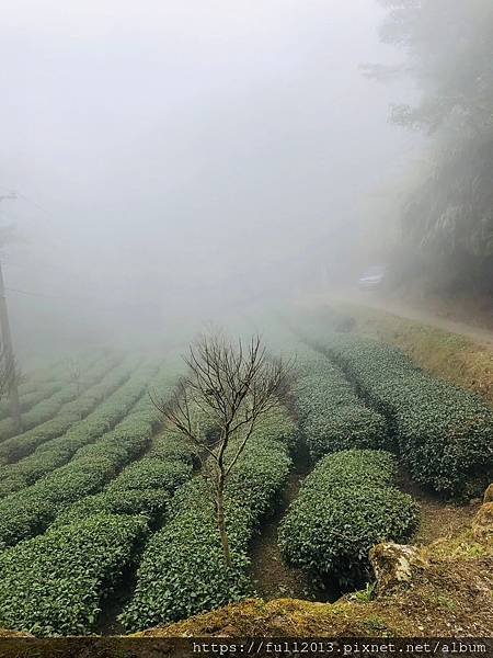 【 溪頭 】人間仙境  忘憂森林