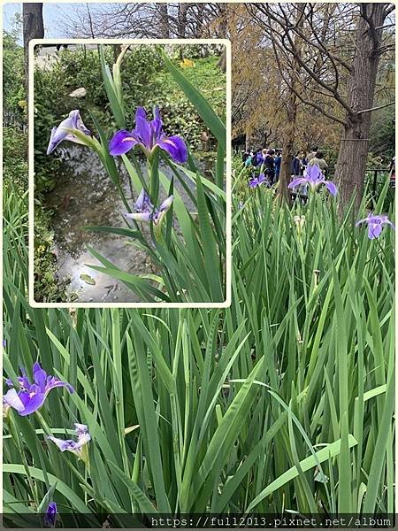 大安森林公園拍花趣
