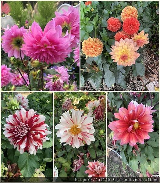 大安森林公園拍花趣
