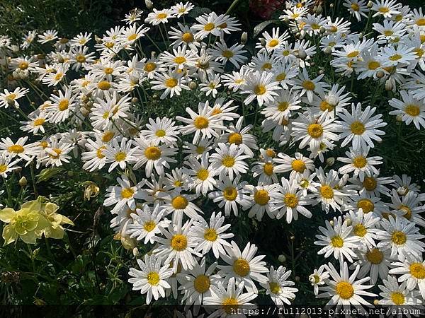 大安森林公園拍花趣