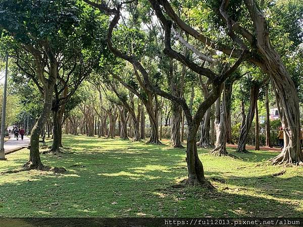 大安森林公園拍花趣