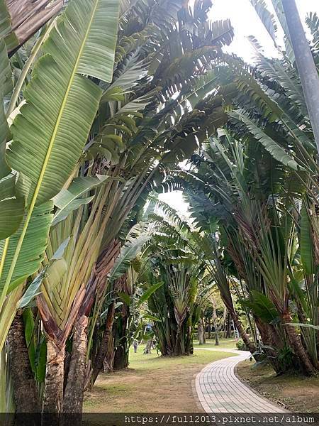 大安森林公園拍花趣
