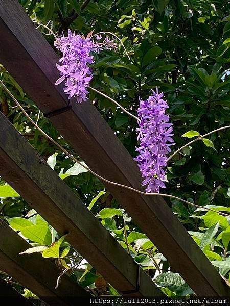 大安森林公園拍花趣