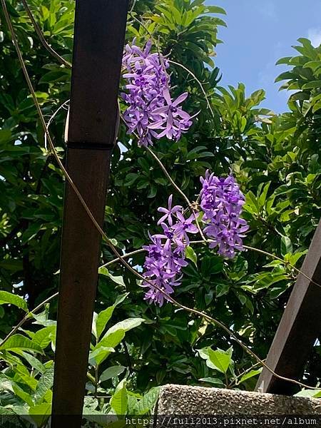 大安森林公園拍花趣