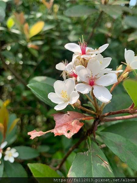 大安森林公園拍花趣