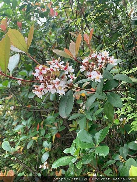大安森林公園拍花趣