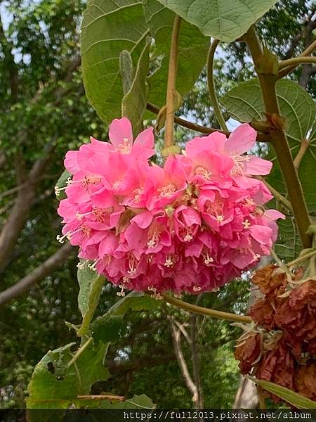 大安森林公園拍花趣