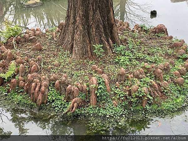 大安森林公園拍花趣