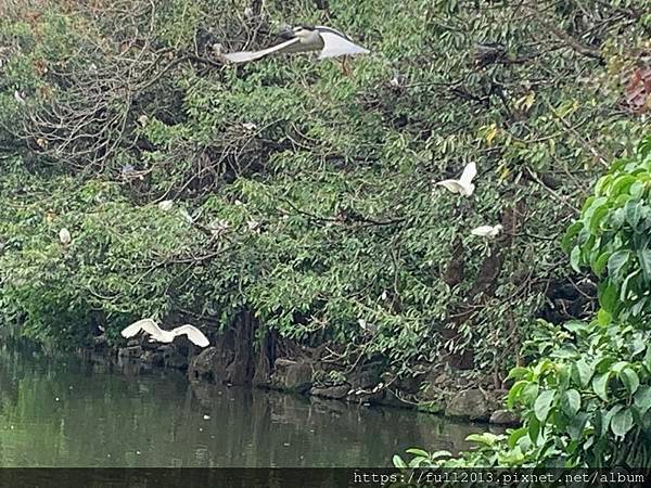 大安森林公園拍花趣