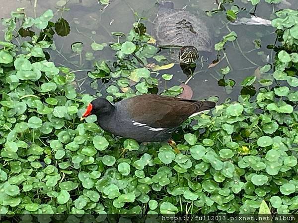 大安森林公園拍花趣