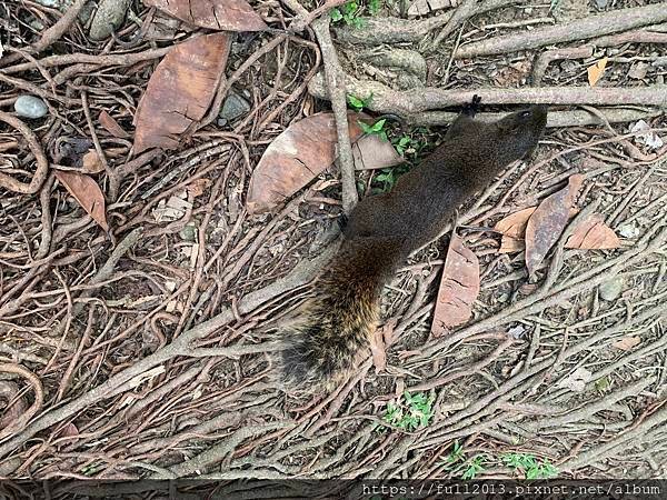 大安森林公園拍花趣