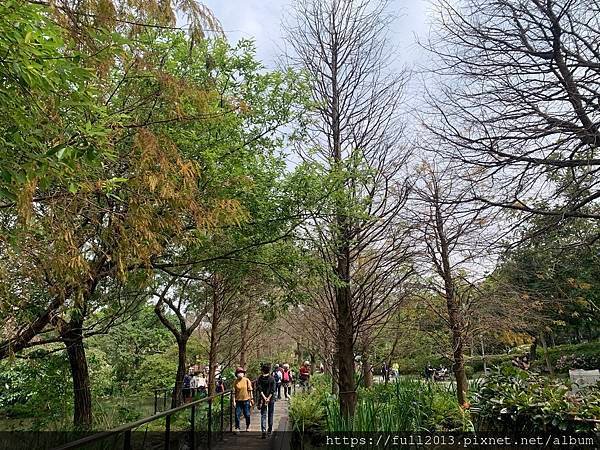 大安森林公園拍花趣