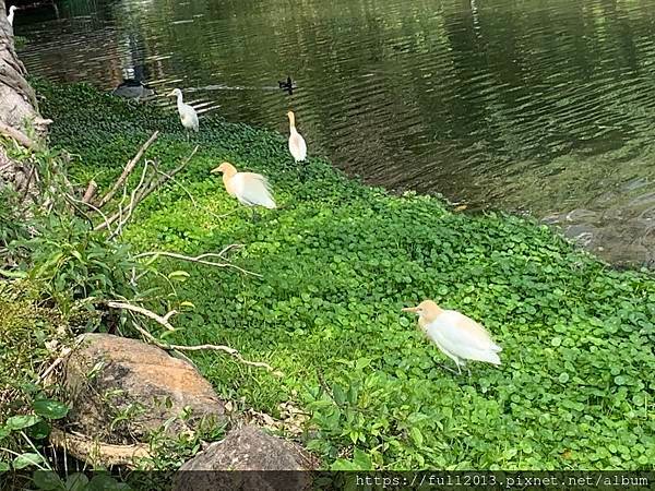 大安森林公園拍花趣