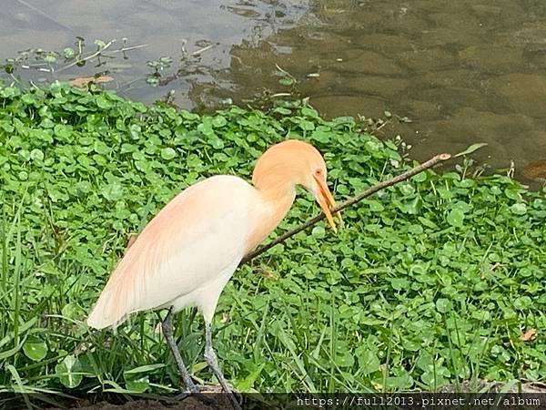 大安森林公園拍花趣