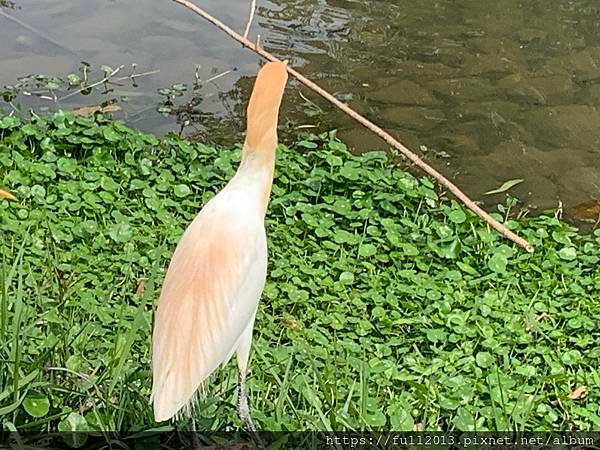 大安森林公園拍花趣