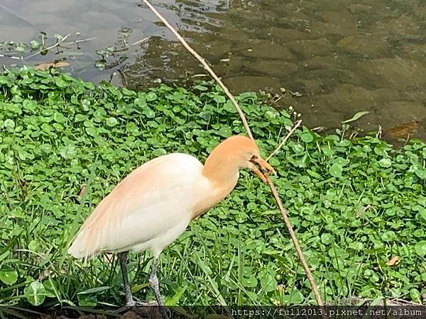 大安森林公園拍花趣