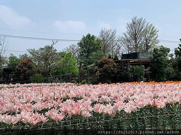 2024桃園彩色海芋季    花間遊記