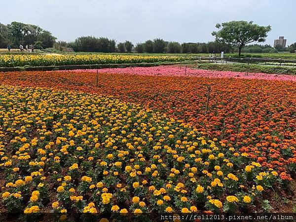 2024桃園彩色海芋季    花間遊記