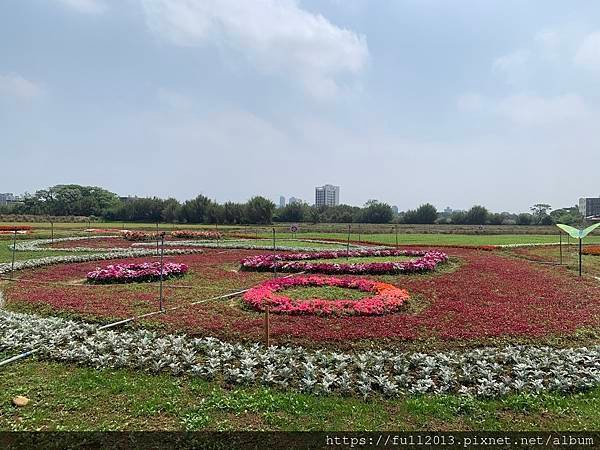 2024桃園彩色海芋季    花間遊記