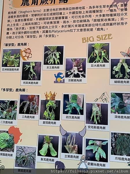 士林官邸 蕨類植物展