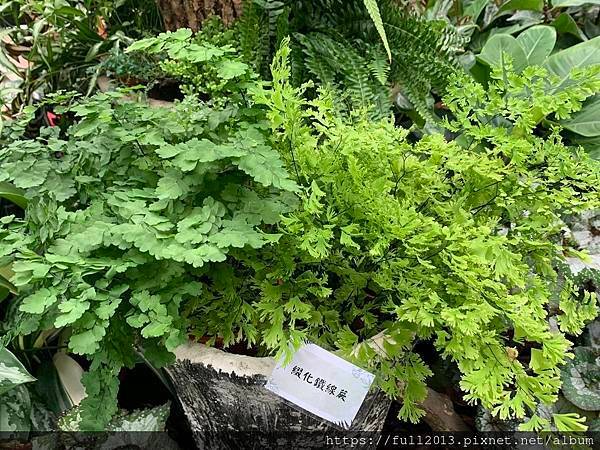 士林官邸 蕨類植物展