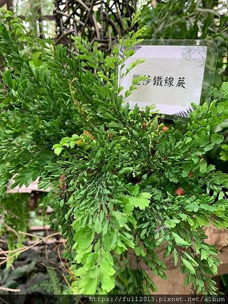 士林官邸 蕨類植物展