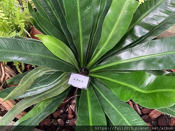 士林官邸 蕨類植物展