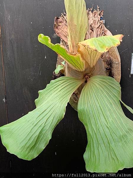 士林官邸 蕨類植物展