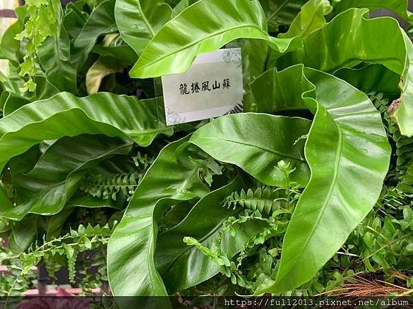 士林官邸 蕨類植物展