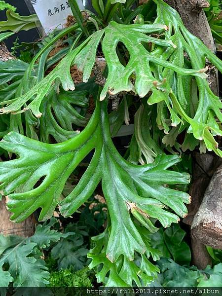 士林官邸 蕨類植物展