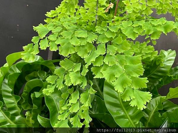 士林官邸 蕨類植物展