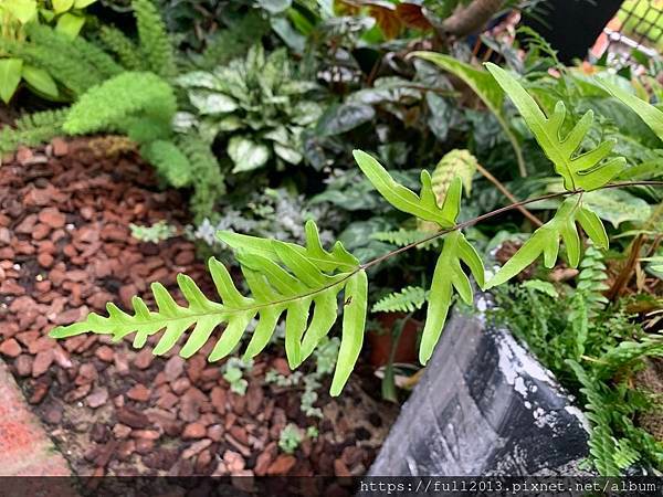 士林官邸 蕨類植物展