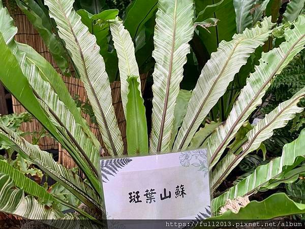 士林官邸 蕨類植物展