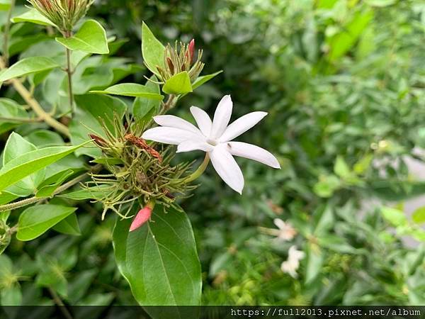 植物園的花