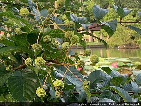 清晨大湖公園