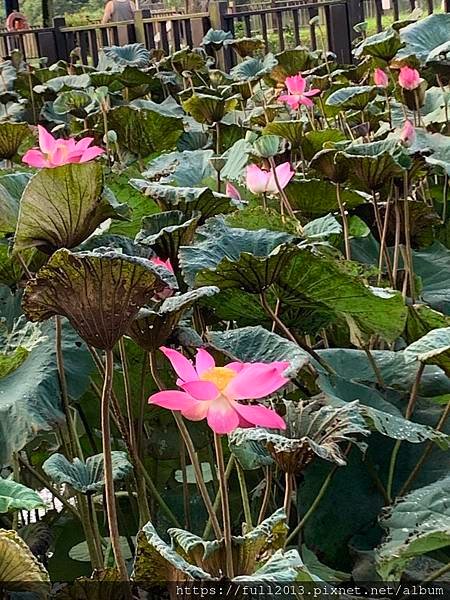 清晨大湖公園