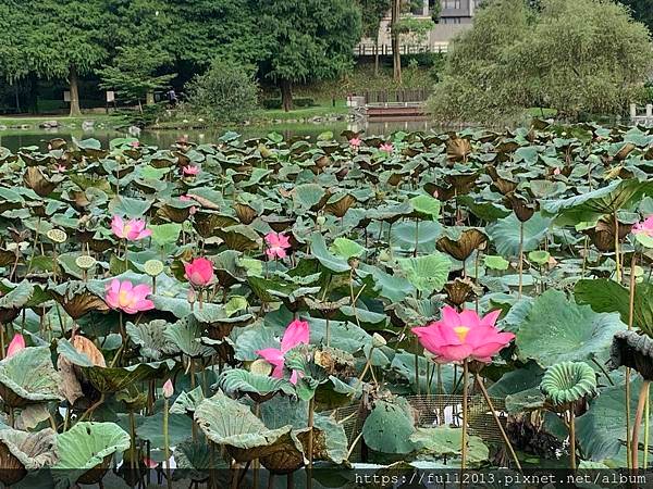 清晨大湖公園