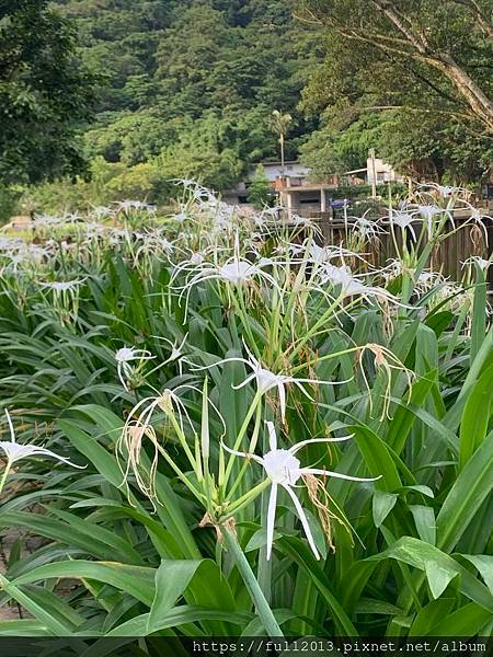 清晨大湖公園