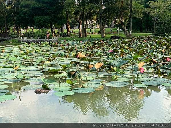 清晨大湖公園