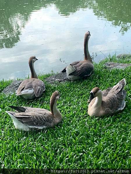 清晨大湖公園