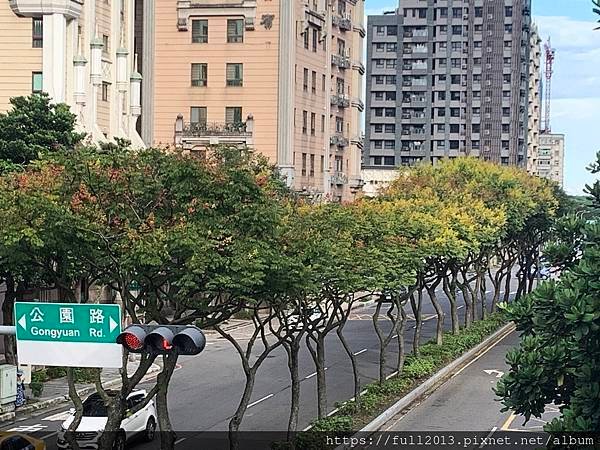 林口拍台灣欒樹