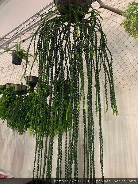 松菸文創植物展下