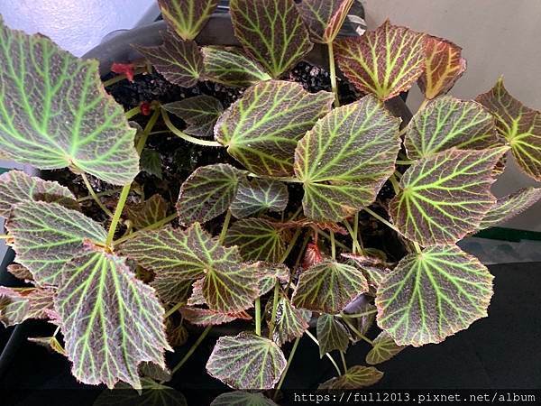 松菸文創植物展下