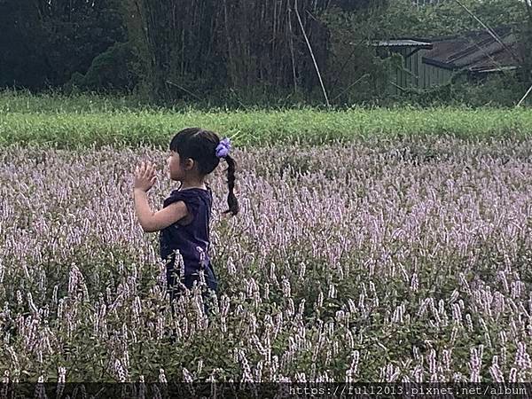 2024楊梅仙草花
