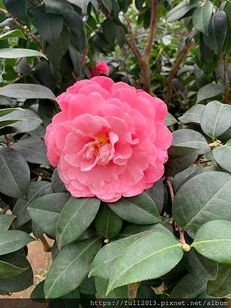 2025花卉中心茶花展