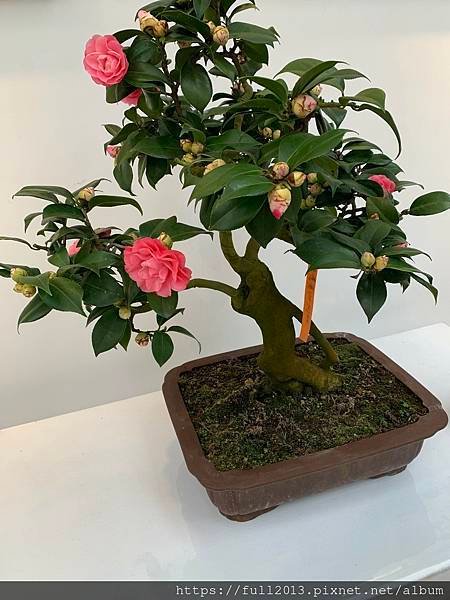 2025花卉中心茶花展