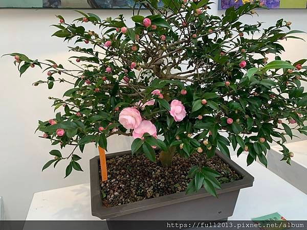 2025花卉中心茶花展