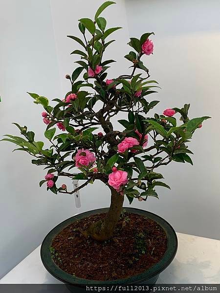 2025花卉中心茶花展